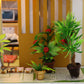 plante miniature futami